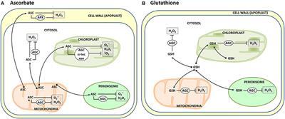 Editorial: Subcellular Compartmentalization of Plant Antioxidants and ROS Generating Systems